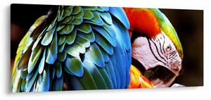 Kép - Papagáj (120x50 cm)