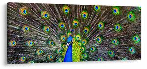 Kép - Páva (120x50 cm)