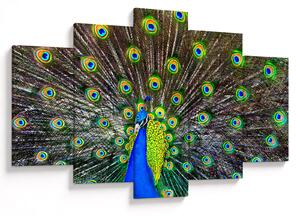 Kép - Páva (150x105 cm)