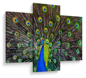 Kép - Páva (90x60 cm)