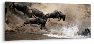 Kép - Gnúcsorda (120x50 cm)