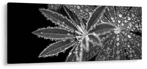 Kép - Levelek cseppekkel (120x50 cm)