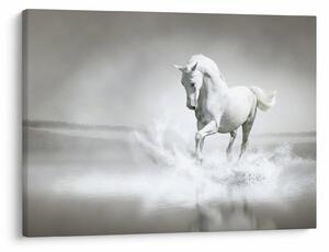 Kép - Fehér ló (70x50 cm)
