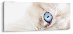 Kép - Cica (120x50 cm)