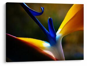 Kép - Egzotikus virág (70x50 cm)
