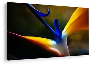Kép - Egzotikus virág (90x60 cm)