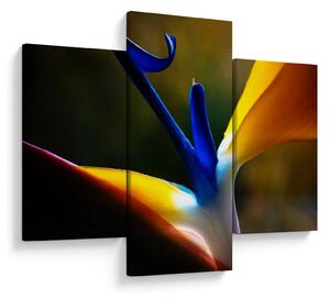 Kép - Egzotikus virág (90x60 cm)