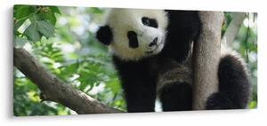 Kép - Panda a fán (120x50 cm)