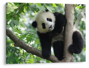 Kép - Panda a fán (70x50 cm)