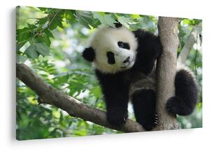 Kép - Panda a fán (90x60 cm)