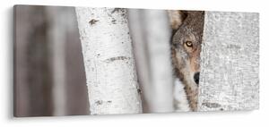 Kép - Farkas (120x50 cm)