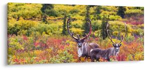 Kép - Caribou, Alaszka (120x50 cm)
