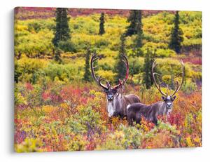 Kép - Caribou, Alaszka (70x50 cm)