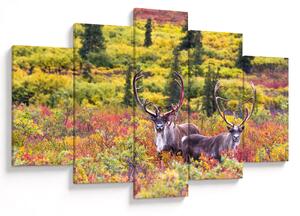 Kép - Caribou, Alaszka (150x105 cm)
