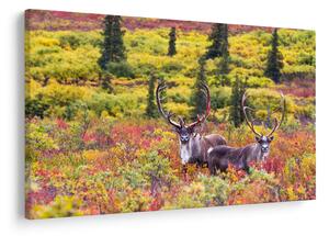 Kép - Caribou, Alaszka (90x60 cm)