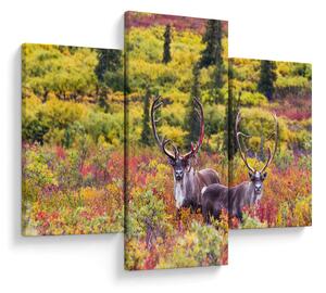 Kép - Caribou, Alaszka (90x60 cm)