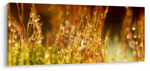 Kép - Harmat részlete (120x50 cm)