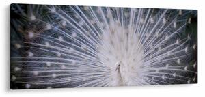 Kép - Fehér páva (120x50 cm)
