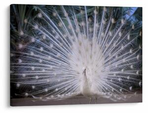 Kép - Fehér páva (70x50 cm)