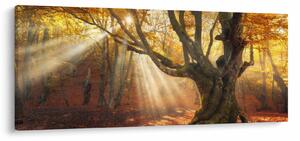 Kép - Őszi fény (120x50 cm)