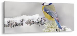 Kép - Cinege (120x50 cm)