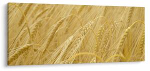 Kép - Árpa (120x50 cm)