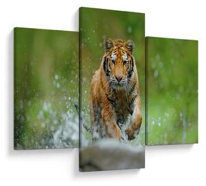 Kép - Futó tigris (90x60 cm)