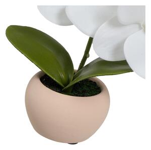 Műnövény szett 3 db-os (magasság 15 cm) Orchid – Casa Selección