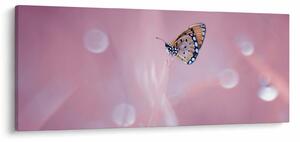 Kép - Pillangó (120x50 cm)