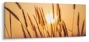 Kép - Füvek a napon (120x50 cm)