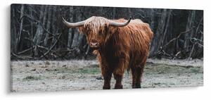 Kép - Skót tehén 2 (120x50 cm)
