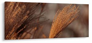 Kép - Cortaderia (120x50 cm)