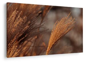 Kép - Cortaderia (90x60 cm)