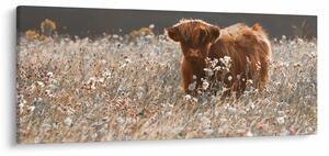 Kép - Skót tehén a virágban (120x50 cm)