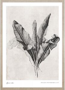 Banana leaves kép
