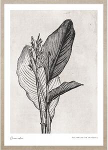 Canna indica leaves kép