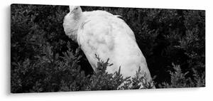 Kép - Páva, fekete-fehér (120x50 cm)