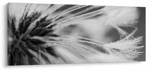 Kép - Makró, fekete-fehér (120x50 cm)