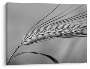 Kép - Búza, fekete-fehér (70x50 cm)