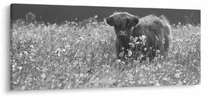 Kép - Skót tehén 5, fekete-fehér (120x50 cm)