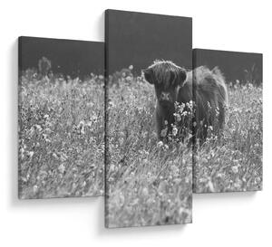 Kép - Skót tehén 5, fekete-fehér (90x60 cm)