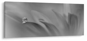 Kép - Csepp a virágon, fekete-fehér (120x50 cm)