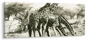 Kép - Zsiráfok, vintage (120x50 cm)