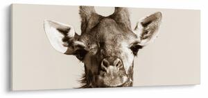 Kép - Zsiráf portré, vintage (120x50 cm)