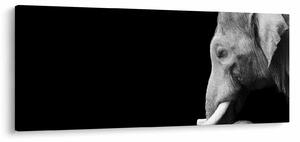 Kép - Elefánt (120x50 cm)
