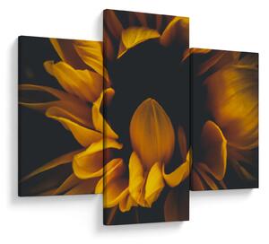 Kép - Napraforgó fekete háttérben (90x60 cm)