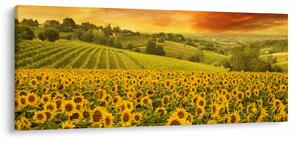 Kép - Napraforgó mező (120x50 cm)