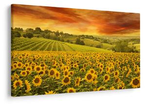 Kép - Napraforgó mező (90x60 cm)
