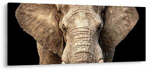 Kép - Afrikai elefánt (120x50 cm)