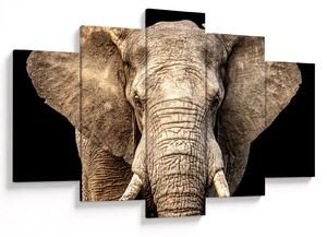 Kép - Afrikai elefánt (150x105 cm)